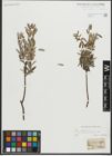 Foto von Salix repens subsp. rosmarinifolia (L.) Andersson